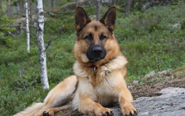 德国牧羊犬如何喂养 一般来说每天最好喂2次 德国牧羊犬如何喂养 一般来说每天最好喂2次