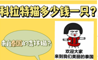 科拉特猫多少钱一只?来自泰国的吉祥猫
