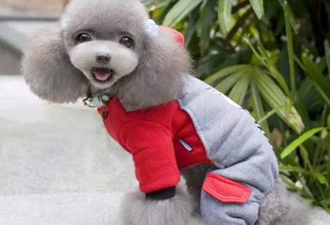 CBBPET狗狗衣服怎么样 CBBPET狗狗衣服怎么样