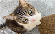 为什么小猫咪怕烟花