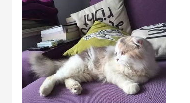 给猫剃毛剃出血了怎么办?给猫剃毛剃出血了怎么好? 给猫剃毛剃出血了怎么办?给猫剃毛剃出血了怎么好?