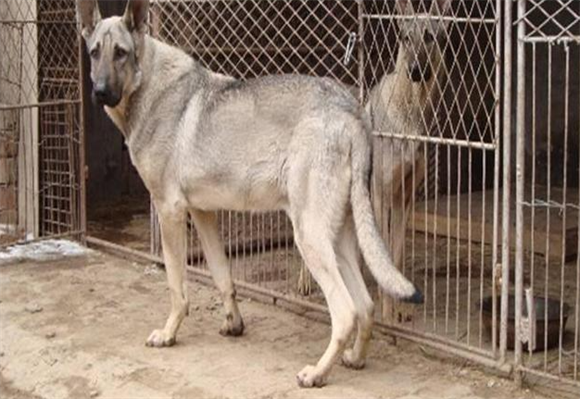 狼青犬生产完应该怎么样饲养呢