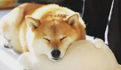 柴犬适合高层养吗 高层养柴犬需要注意这件事 柴犬适合高层养吗 高层养柴犬需要注意这件事
