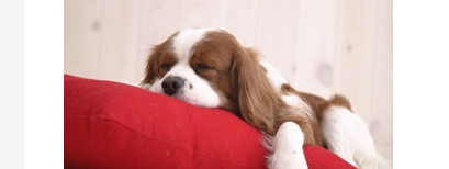狗一直叫个不停怎么办？幼犬半夜叫个不停怎么办？