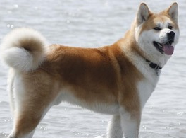 秋田犬呕吐透明液体怎么办？治疗秋田犬呕吐有妙招