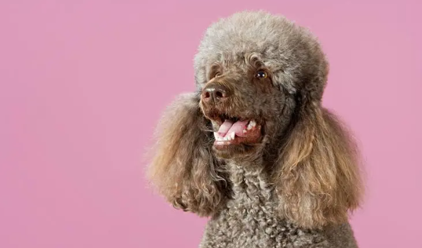 贵宾犬持续发烧几天怎么办？应该吃什么药？
