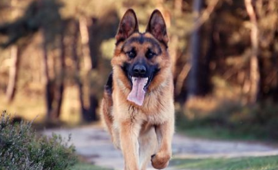 德国牧羊犬如何喂养 一般来说每天最好喂2次 德国牧羊犬如何喂养 一般来说每天最好喂2次