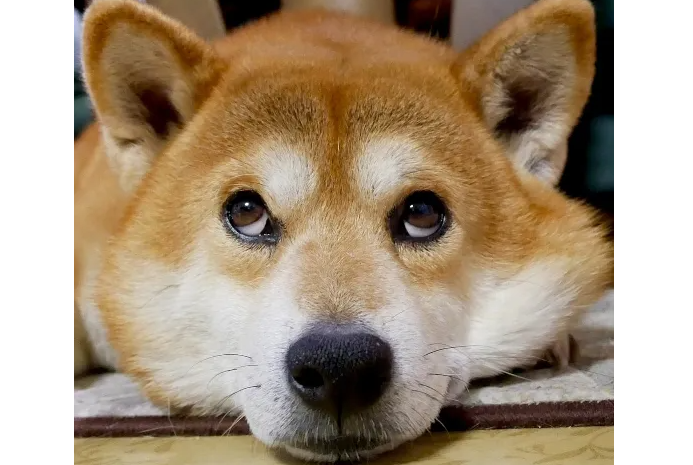 柴犬不听话可以打吗?让柴犬听话的办法? 柴犬不听话可以打吗?让柴犬听话的办法?