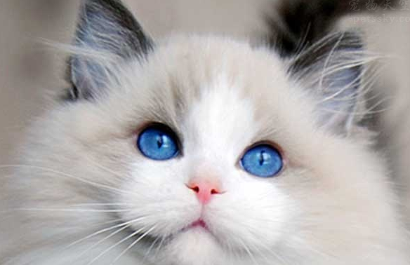 猫咪老挠耳朵,耳朵都挠破了,这一般是什么情况呢? 猫咪老挠耳朵,耳朵都挠破了,这一般是什么情况呢?