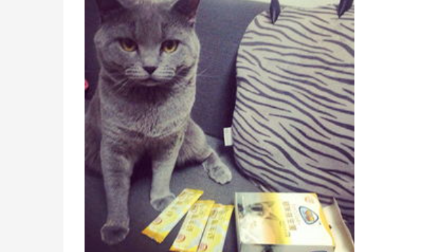 猫鼻子干怎么办?猫鼻子干燥是怎么回事? 猫鼻子干怎么办?猫鼻子干燥是怎么回事?