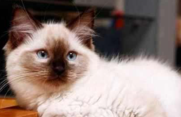 布偶猫用剪脚毛么?布偶猫剪脚毛有什么好处? 布偶猫用剪脚毛么?布偶猫剪脚毛有什么好处?