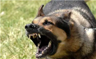 狂犬的狗咬人后怎么样处理？