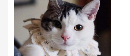 没钱给母猫绝育怎么办？母猫有什么方法代替绝育？