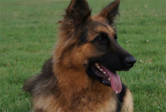 如何饲养德国牧羊犬？