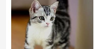 猫咪拉不出来屎怎么办?猫传腹早期最明显的症状? 猫咪拉不出来屎怎么办?猫传腹早期最明显的症状?