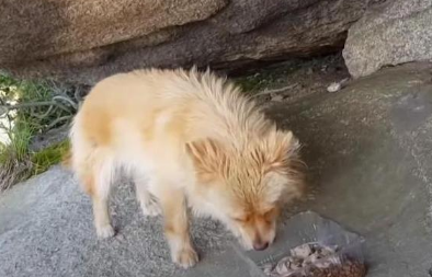 山顶住着一只流浪狗，两年来不肯下山，主人没安好心，它却很忠诚