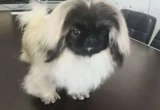 京巴犬的训练、适养人群和适应环境? 京巴犬的训练、适养人群和适应环境?