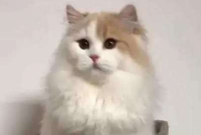 猫舍用紫外线灯消毒好吗