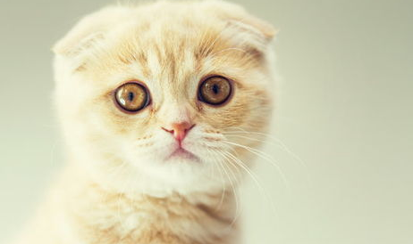 猫应激呼吸急促吐舌头怎么办？