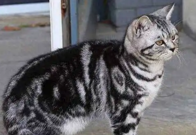 银虎斑猫怎么看纯不纯