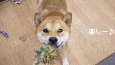 柴犬小时候毛色？柴犬原来有这么多颜色！
