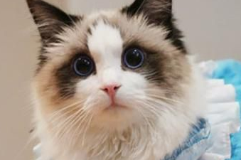 布偶猫为什么这么粘人？布偶猫粘人的原因竟然是这样