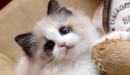 布偶猫面具不对称?该怎么办呢? 布偶猫面具不对称?该怎么办呢?