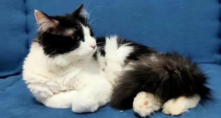 洁癖度极高的猫咪为何随地大小便? 洁癖度极高的猫咪为何随地大小便?