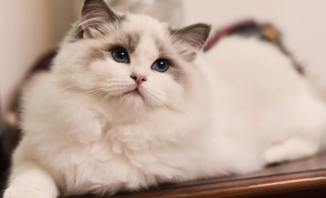 布偶猫要买多大房子?布偶猫这个大小的活动范围就足够了?