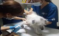 长治哪家宠物医院好点