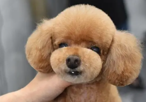 宠物美容的九种不同造型？