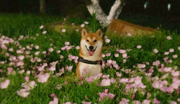 小柴犬的眼睛凹进去，小柴犬出现眼睛凹陷是什么原因？