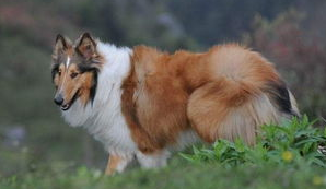 如何快速擦干苏格兰牧羊犬的毛发？