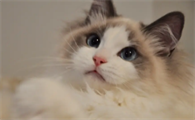 布偶猫不满耳什么意思 布偶猫满耳好吗