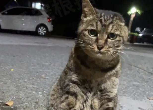 偶遇流浪猫拦路，看清它的模样后心疼不已