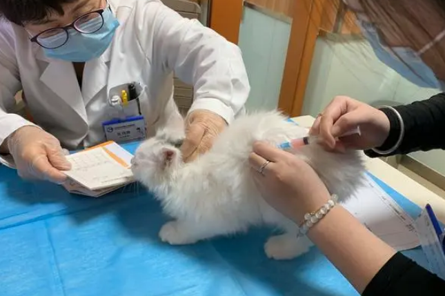 宠福鑫动物医院怎么样