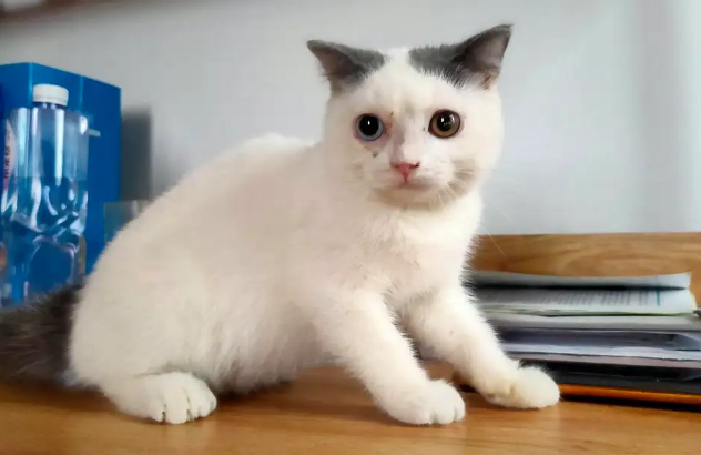 净梵猫怎么看纯不纯 净梵猫怎么看纯不纯