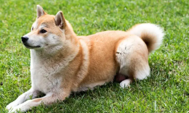 柴犬腿细是锻炼不够吗?柴犬腿细是可能怎么回事? 柴犬腿细是锻炼不够吗?柴犬腿细是可能怎么回事?