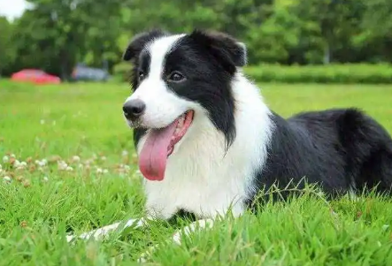 边境牧羊犬性格特点是什么