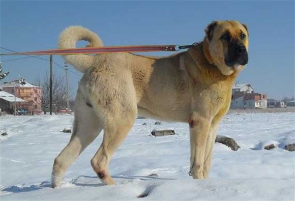 坎高犬怎么样