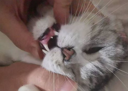 猫咪牙齿太长了怎么办?猫咪牙齿很长怎么办? 猫咪牙齿太长了怎么办?猫咪牙齿很长怎么办?
