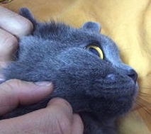 怀孕的母猫得了猫癣怎么办？
