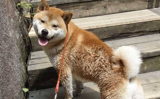 柴犬一天大便几次?导致大便不正常的有哪些原因呢? 柴犬一天大便几次?导致大便不正常的有哪些原因呢?