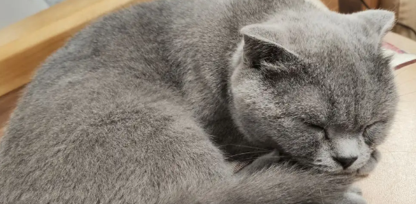 俄罗斯蓝猫掉毛严重吗