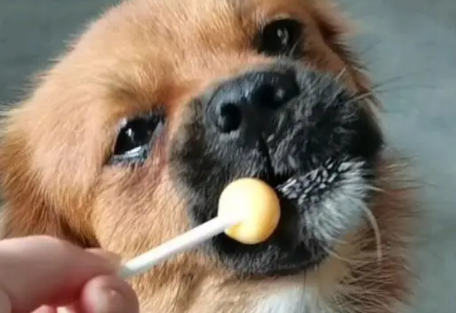 狗狗吃了糖怎么办？