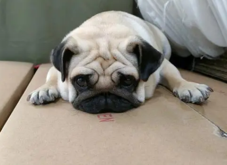 为什么不建议养巴哥犬