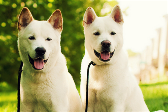 秋田犬鉴别的方法有哪些？