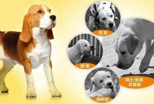 狗狗异食癖是什么原因导致的,应该如何防治? 狗狗异食癖是什么原因导致的,应该如何防治?