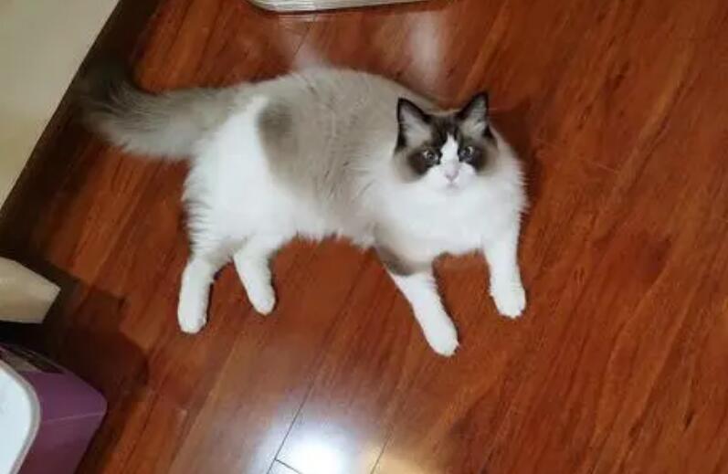 布偶猫第一次怀孕一般生几只啊 布偶猫第一次怀孕一般生几只啊