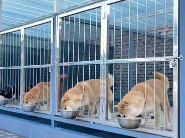 西安最好的犬舍-宠物网